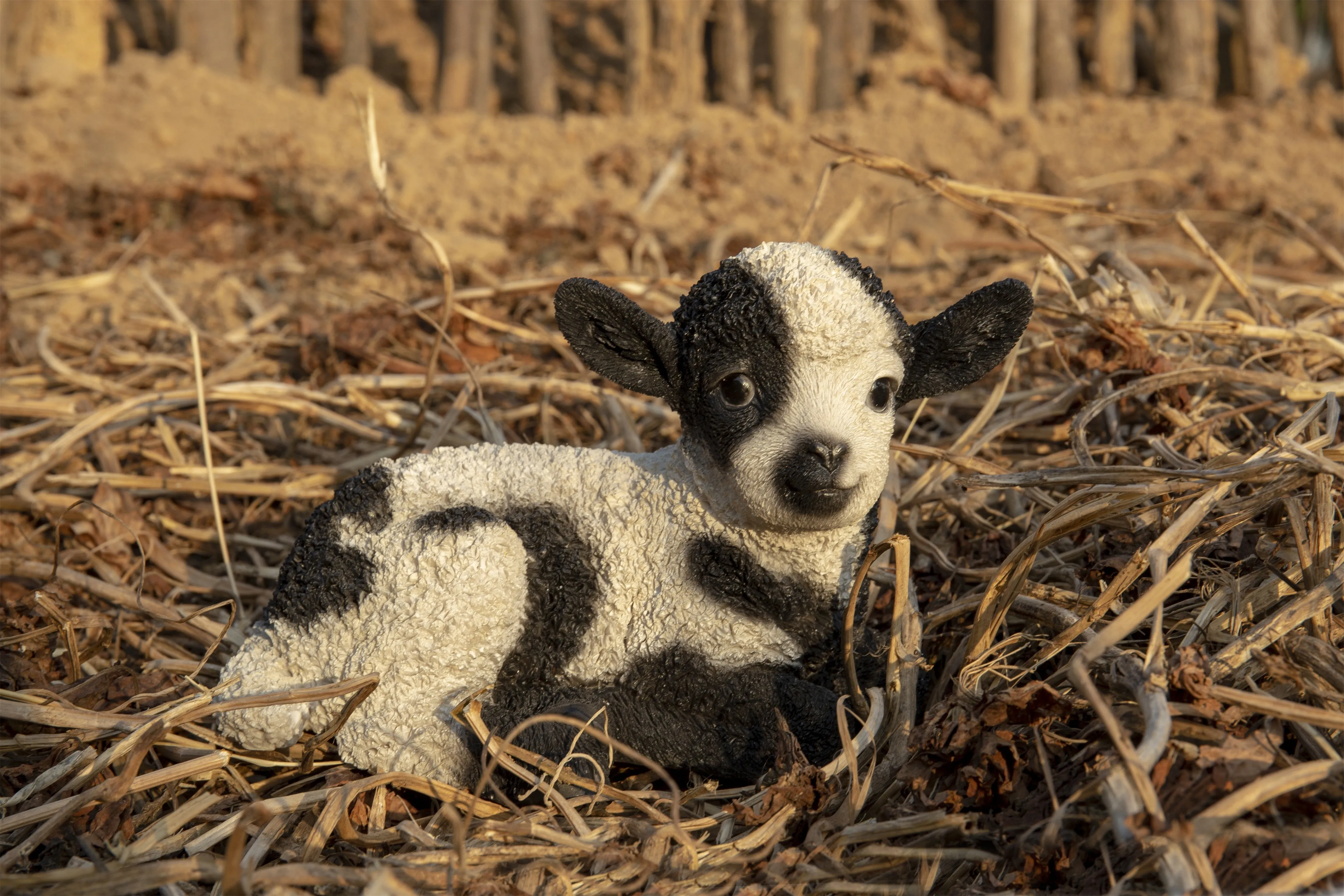 Small Black & White Baby Lamb Lying Down